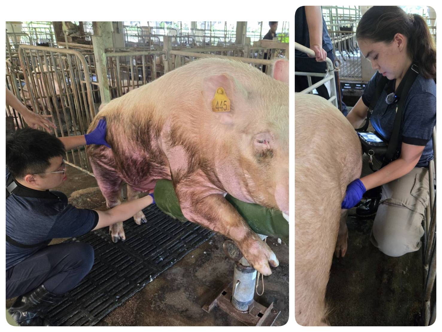 Yu-Ming Liu performed semen collection on a boar, while Catherine Tadlock conducted pregnancy checks on sows using ultrasound equipment